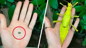Маленькие яйца насекомых, и большие особи, которые из них вырастают