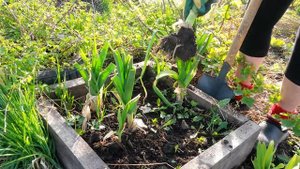 ЛУК-ПОРЕЙ ЗИМУЕТ БЕЗ УКРЫТИЯ В СИБИРИ!