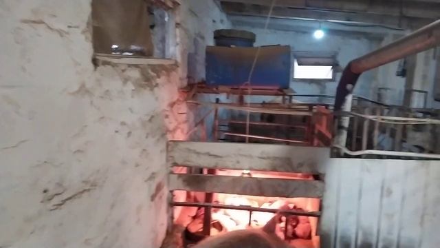 Вентиляция//Если Делать Так То Вентиляторы Не Понадобятся//Всегда Свежий Воздух ☁в Свинарнике