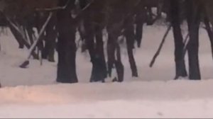 ШОК!!! СНЯЛ СНЕЖНОГО ЧЕЛОВЕКА В ЛЕСУ 2022