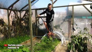 НЕ ЗАДЕЛЫВАЙТЕ СИДЕРАТЫ В ПОЧВУ ПОКА НЕ ПОСМОТРИТЕ ЭТО ВИДЕО! ЧТО ДЕЛАТЬ С СИДЕРАТАМИ ОСЕНЬЮ
