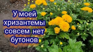 Хризантема мультифлора. Почему у мультифлоры до сих пор нет бутонов? Ищем причины!