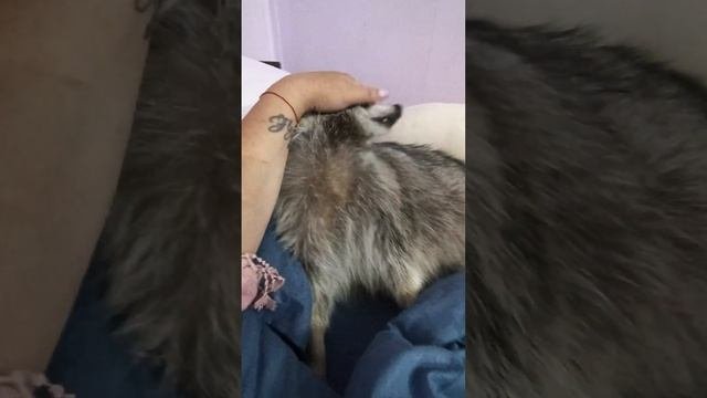 #ямыилюша #помощьбездомнымживотным #анапа #raccoon #море #животные #reels