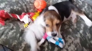 ПЕРВЫЙ ДЕНЬ ЩЕНКА БИГЛЯ В НОВОМ ДОМЕ