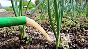 Для роста огромного лука лучше подкормки не найдете! Подкормка лука в начале лета хлебным настоем!