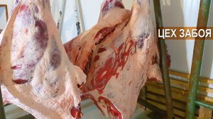 Цех забоя КРС. Халяль. Республика Дагестан, с Чиркей.