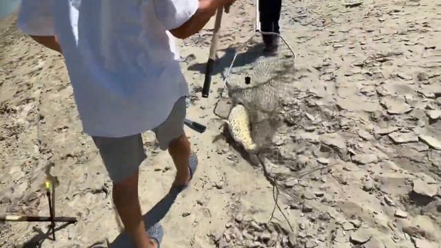 ТРОФЕЙ 🏆 Белый амур. Рыбалка на Каратале.Лето 2023 г.Fishingkz. Рыбалка в Казахстане.