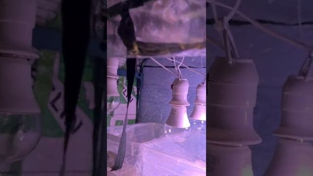 011 Вот уж домашняя теплица