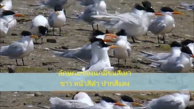 Arctic Tern смотреть онлайн