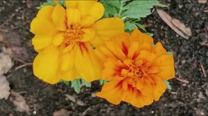 MIRACLE multilayered  flowers , magic красота