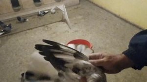 Голуби Беликова В. В. в Курской области. Часть 2 голубки.