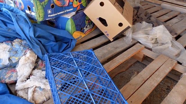 Дикая кошка. Который я взял с улицы, постоянно убегает у меня из дома. смотреть онлайн