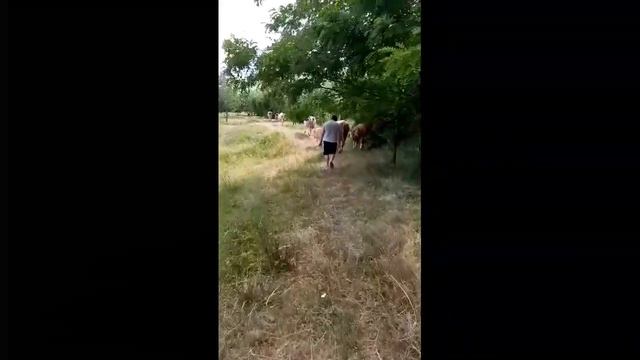 Сементальская порода КРС .Голштинская .