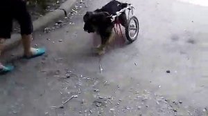 Инвалидная коляска для собачки. Собачка инвалид Фил.