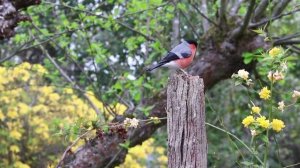 Звуки природы Пение птиц Музыка для сна Sounds of nature Birdsong Music for sleeping