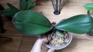 Когда орхидея должна зацвести повторно