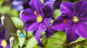 Клематис крупноцветковый Виола (clematis viola) ? Виола обзор: как сажать, саженцы клематиса Виола