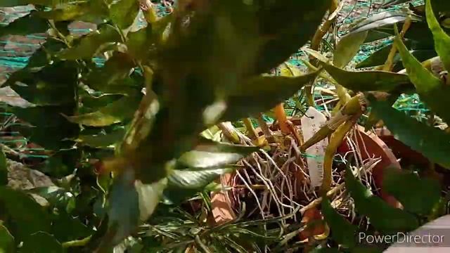 Dendrobium moniliforme.セッコク.Зимний режим у нобиле( гибридов) смотреть онлайн