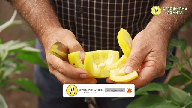Скороспелый и Урожайный Сорт Сладкого ПЕРЦА смотреть онлайн