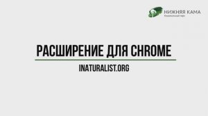 Расширения браузера Chrome для iNaturalist