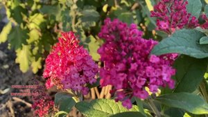 ОГЛЯД Buddleja dav. Butterfly Candy сорт "Little Ruby"
