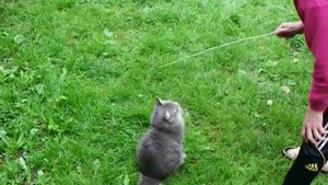 Электрический кот