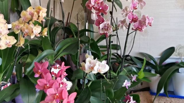 Орхидеи цветущие на лоджии в октябре.. ? смотреть онлайн