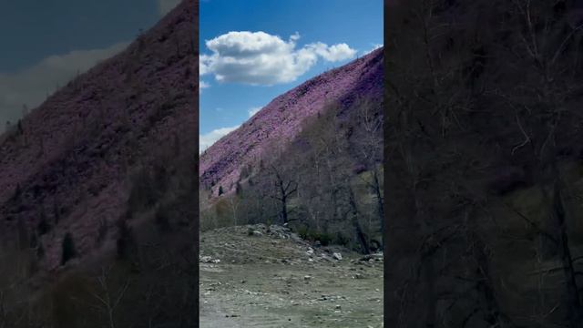 Цветение маральника в Горном Алтае  #горы #алтай #природа #маральник
