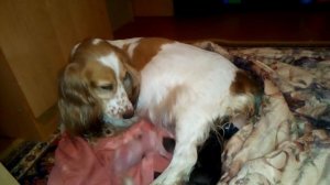 Роды у кокер спаниеля