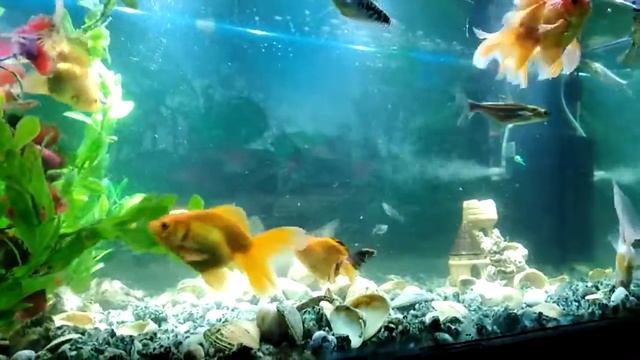 Уход и содержание золотых рыбок. смотреть онлайн