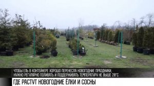 Где растут новогодние ёлки и сосны?