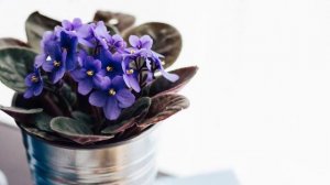 Фиалки / Особенности ухода и разведения в комнатных условиях