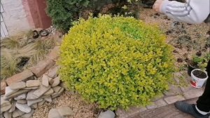 Стрижём бирючину овальнолистную в форме шара