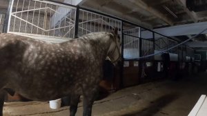 Выездковый день на конюшне | KonoVlog | Sunshine Коноблог