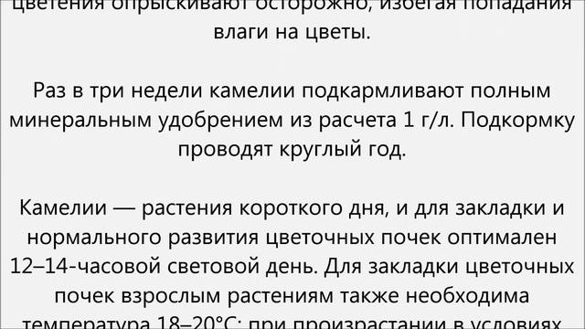 Камелия уход.Камелия домашняя уход
