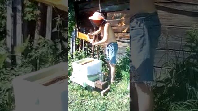 виноград и пчелы в тайге смотреть онлайн