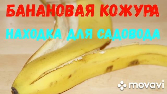 Банановая кожура - находка для садовода!