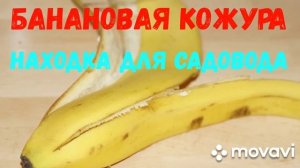 Банановая кожура - находка для садовода!