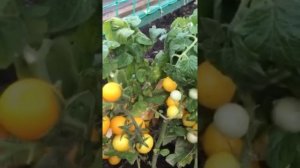 Видео от Таисии Георгиевны?Этот томат просто балконное чудо!?Томат Желтая Шапочка усыпан плодами))