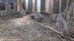 Заселяю куропаток в вольер сделанный из военных ящиков. Поймал стайку куропаток. Как сделать вольер