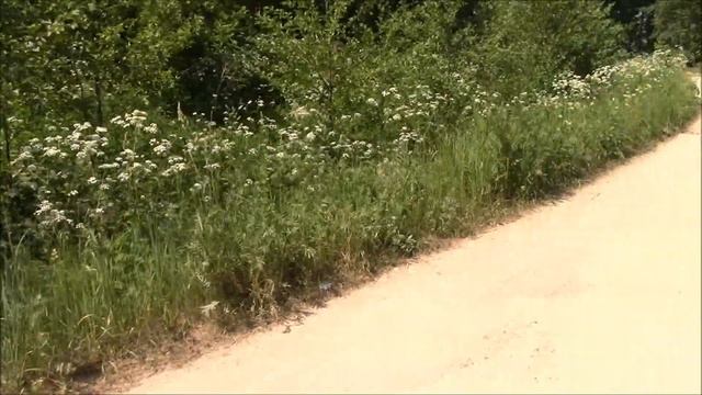 Уехали с Евусиком на дачу/купаемся... смотреть онлайн