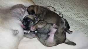 Мопс пьет мамино молоко