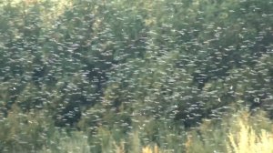 С дядей Толей по Арге, хорошо в Тайге! Ч4-4 в которой мы рыбачим и поначалу ничего не ловим Видео 4К