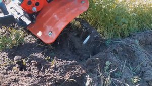 перекапываем горчицу без скашивания мотоблоком рысь с роторами