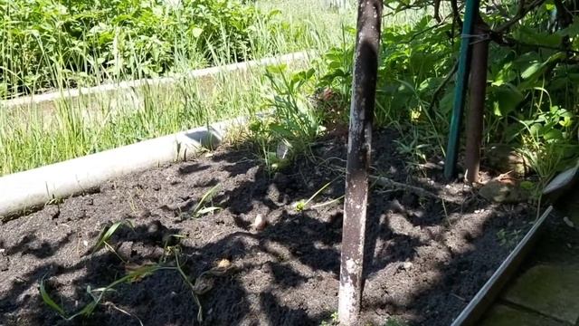 Ручной ёжик живёт во дворе смотреть онлайн