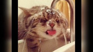 Ох уж эти кошки-приколы с кошками.mp4