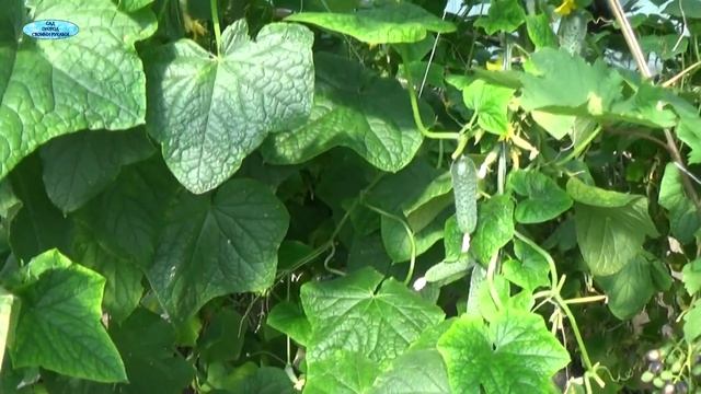 ВИНОГРАД "КОДРЯНКА" В ТЕПЛИЦЕ. УРОЖАЙ . НАЧАЛО ИЮНЯ. смотреть онлайн