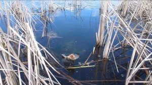 Карповая тропА. Transe