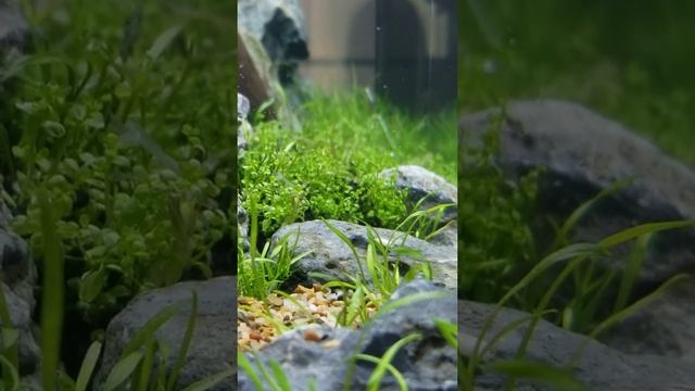 Cryptocoryne Parva New pearling