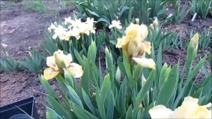 Ирисы бородатые карлики. Низкорослые ирисы. Где купить саженцы ирисов карликовых?